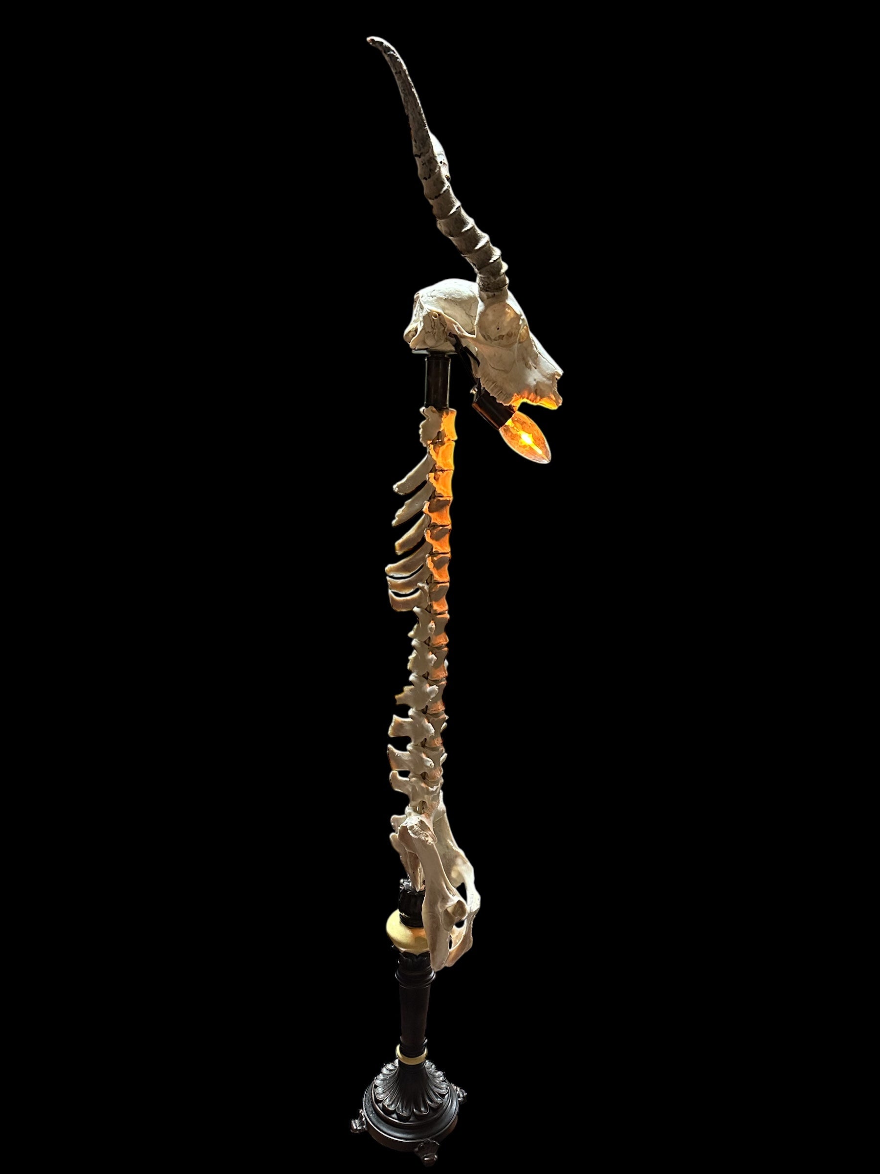 Black Buck Antelope Skull and Deer Spine Lamp